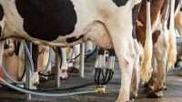 EUA lança pacote de US$ 60 milhões para pequenos processadores de carne