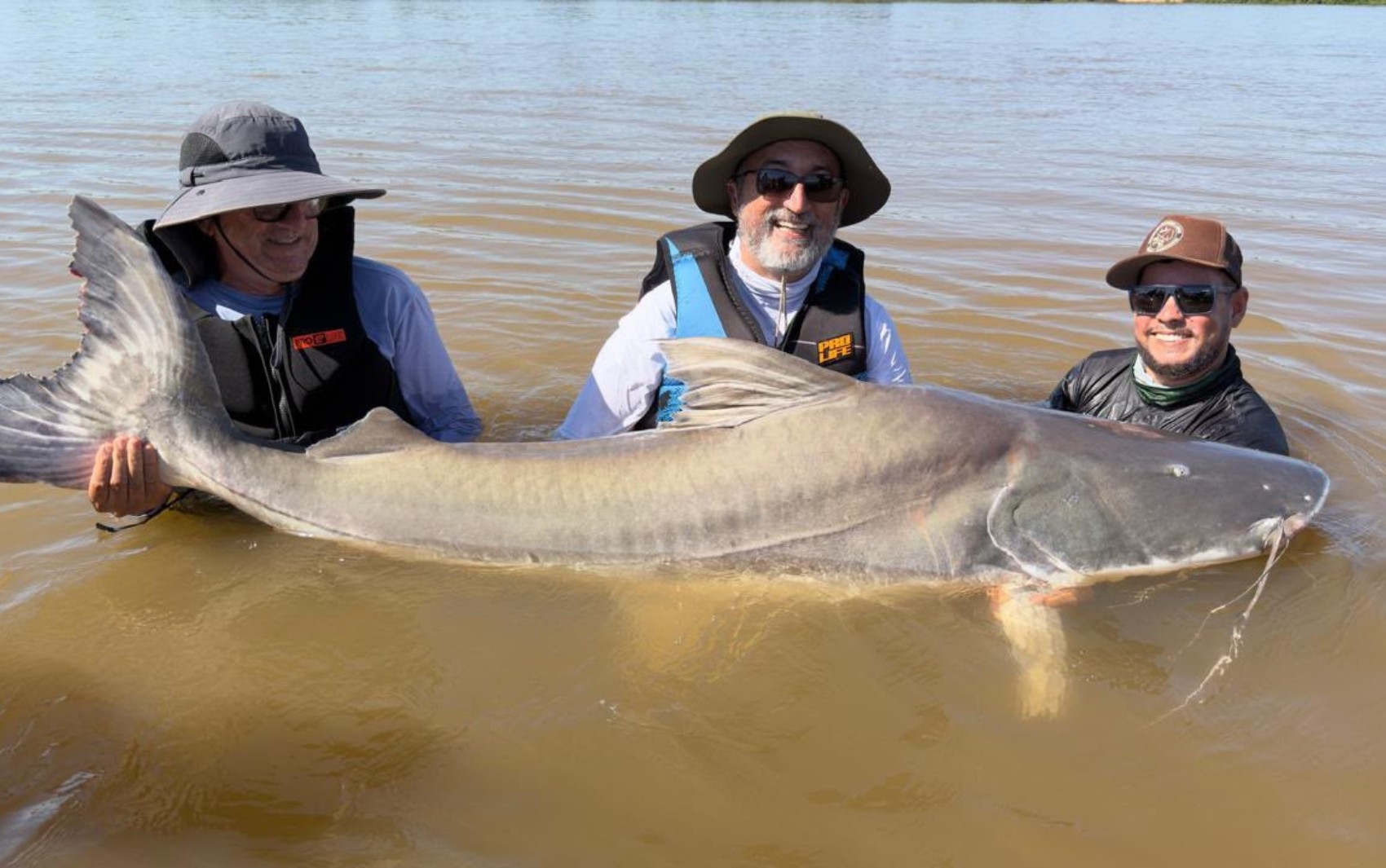 Peixes gigantes que não podem ser consumidos: trio fisga piraíba de mais de 2 metros e 150 quilos, em Goiás 