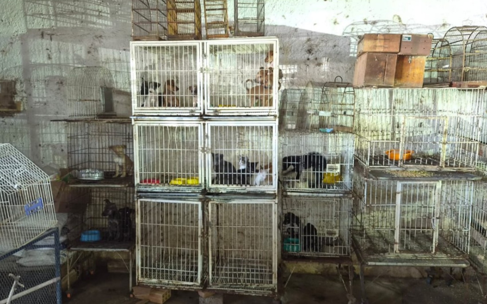 Ração com fezes e gato morto: mais de 20 animais são resgatados de pet shop após denúncia de maus-tratos